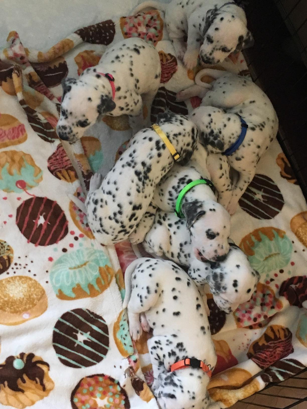 GAMUDA Puppy ID Collars — Litter Set of 12