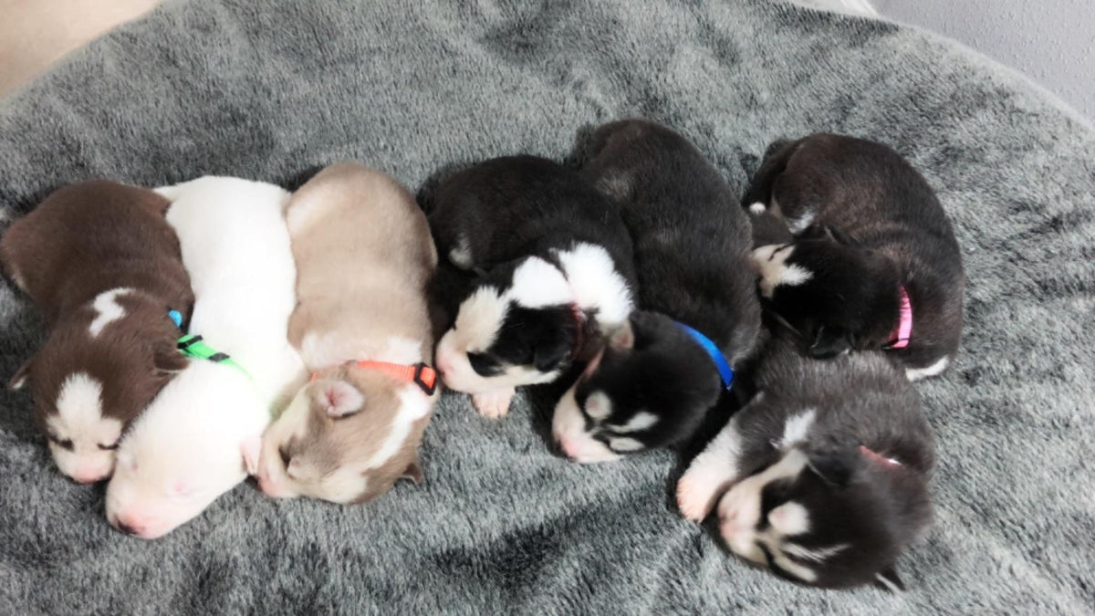 GAMUDA Puppy ID Collars — Litter Set of 12