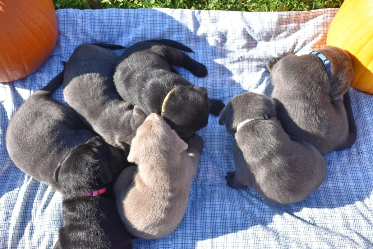 GAMUDA Puppy ID Collars — Litter Set of 12