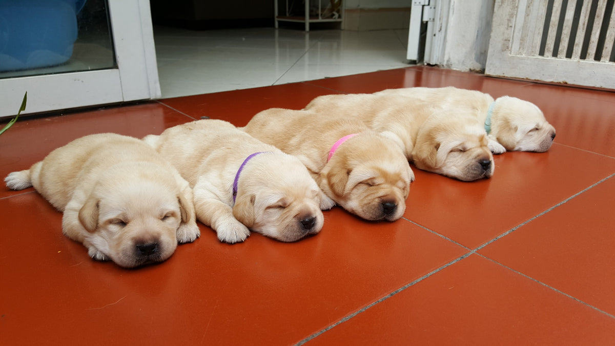 GAMUDA Newborn Puppy Collars — Set of 15 + 6 Charts