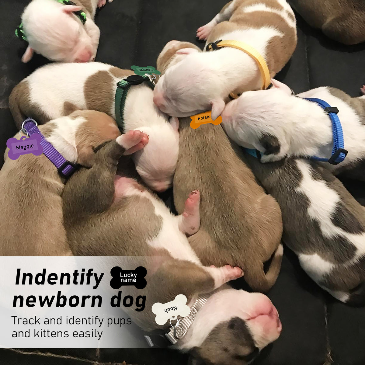 GAMUDA Puppy ID Tag Collars — Litter Set of 12