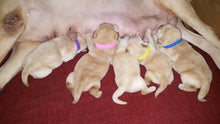 Load image into Gallery viewer, GAMUDA 15 Newborn Puppy Collars – 6 Record Keeping Charts – Super Soft Nylon Whelping Puppy Collars - Adjustable Litter Collars for Pups – Assorted Colors &amp; Identification Collars