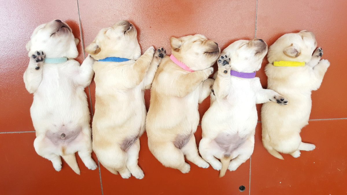 GAMUDA Newborn Puppy Collars — Set of 15 + 6 Charts